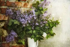 Bicubic Interpolation