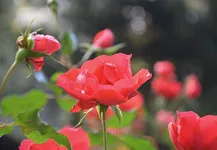 Avatar: The Last Airbender (Season 3)