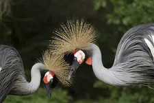 Borel–Cantelli Lemma