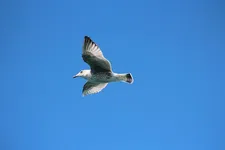 All The Birds In The Sky