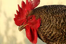 European Currency Unit