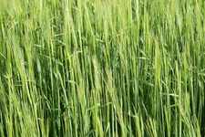 Deterritorialization