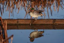 Self-Perception Theory