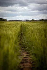 Slender: The Arrival