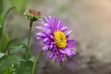 The Goddess Of Spring