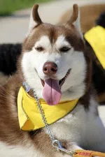 Closure (Computer Programming)