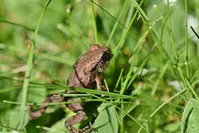 Humanoid Monster Bem